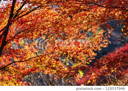 秋天的天守閣自然公園,秋葉,宮城縣仙台市 秋天的天守閣自然公園,秋葉,宮城縣仙台市 120537946