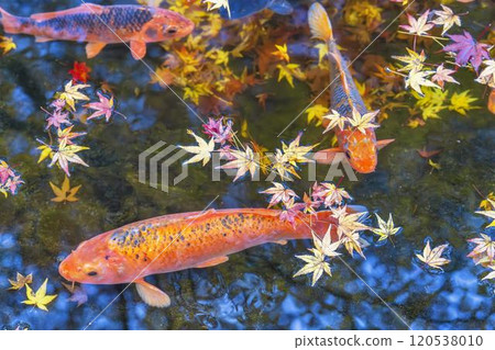 Autumn in Tenshukaku Nature Park: Carp in the pond and autumn leaves, Sendai, Miyagi Prefecture 120538010