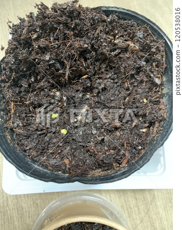 發芽植物園藝室內植物室內綠色 發芽植物園藝室內植物室內綠色 120538016