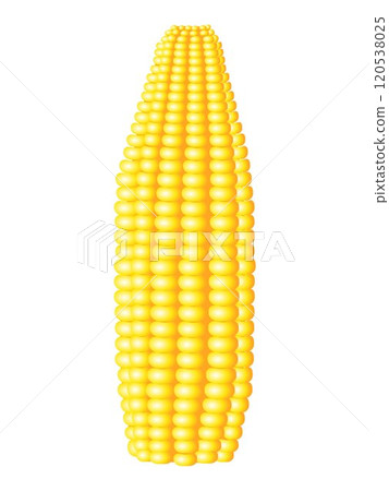 Ears of ripe corn isolated on white background. 120538025