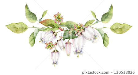 Blueberry white bell flower and bud with green leaves on branches, hand drawn in watercolor, wildflower botanical illustration. Isolated garland composition, for scrapbooking, wedding, florist shop 120538026