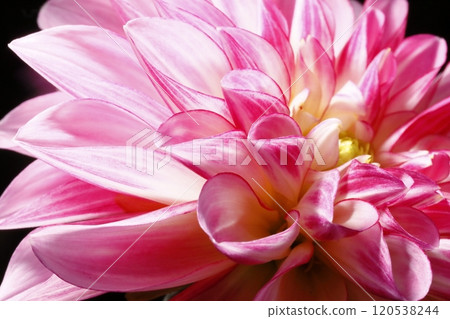 日本大麗花 120538244