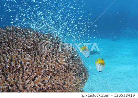 許多熱帶魚湧向沖繩海域的珊瑚礁 120538419