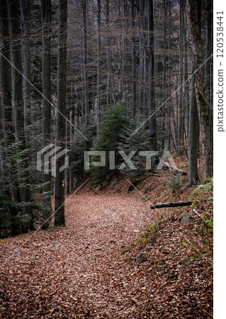 Seasonal natural scene, Kremnica Mountains, Slovakia 120538441
