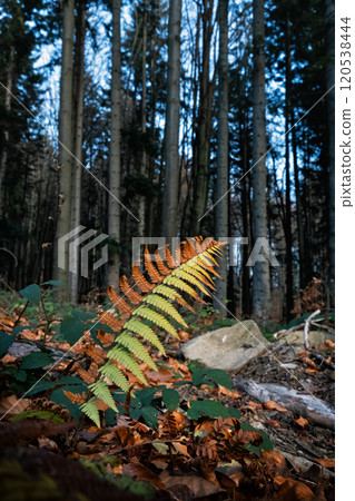 Seasonal natural scene, Kremnica Mountains, Slovakia 120538444