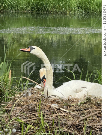 Elegant Swans Nesting by a Serene Riverbank Elegant Swans Nesting by a Serene Riverbank 120538475