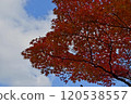 Autumn Festival 120538557
