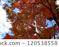 Autumn Festival 120538558