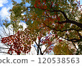 Autumn Festival 120538563