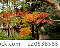 Autumn Festival 120538565