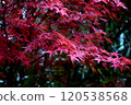 Autumn Festival 120538568