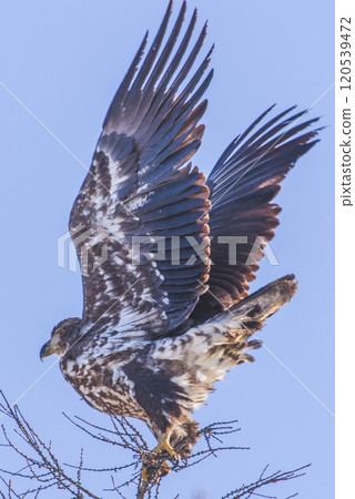 A white-tailed eagle flying in the winter sky of Hokkaido A white-tailed eagle flying in the winter sky of Hokkaido 120539472
