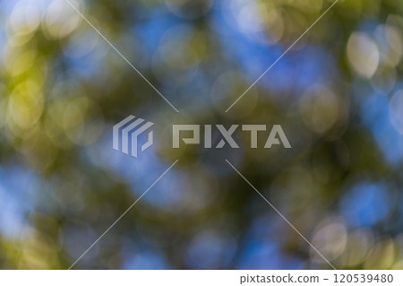abstract blurred bokeh of tree abstract blurred bokeh of tree 120539480