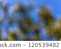 blurred nature background with blue sky 120539482