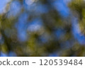 abstract blur of yellow tree 120539484