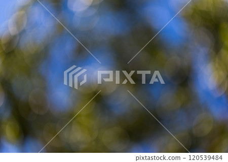abstract blur of yellow tree 120539484