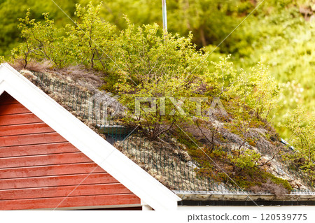 Norwegian house with grass roof Norwegian house with grass roof 120539775