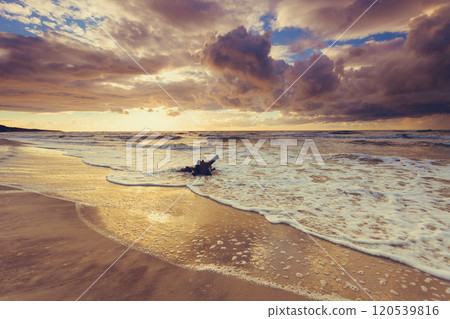 Golden sunset and tree root on beach 120539816