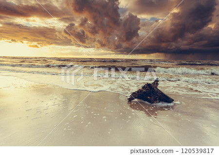 Dramatic sunset and tree root on beach 120539817