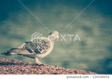 Pigeon bird near sea Pigeon bird near sea 120540050