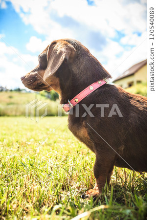 Little dog playing outside 120540089