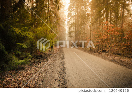 Pathway through the misty autumn forest Pathway through the misty autumn forest 120540136