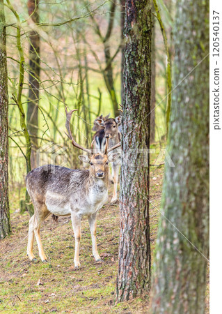Herd of deer in the wild Herd of deer in the wild 120540137