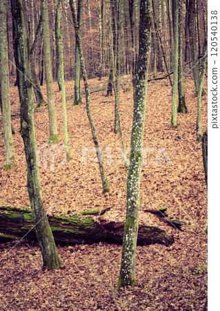 view inside of the autumn forest view inside of the autumn forest 120540138