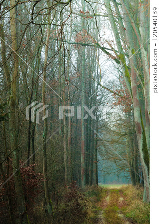 country road in the forest on misty day 120540139