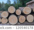 柏樹林業原木 120540178