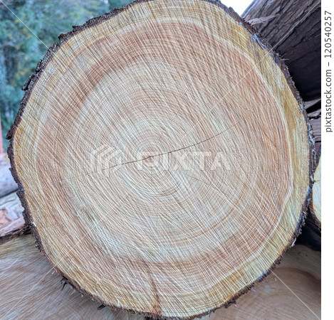 年輪：樹齡約200年的柏樹 120540257