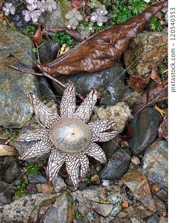 Tsutsumugi Embryo 120540353