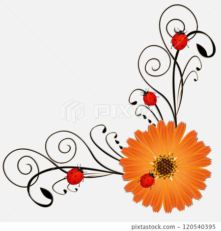 Corner with calendula and ladybirds on a white background Corner with calendula and ladybirds on a white background 120540395