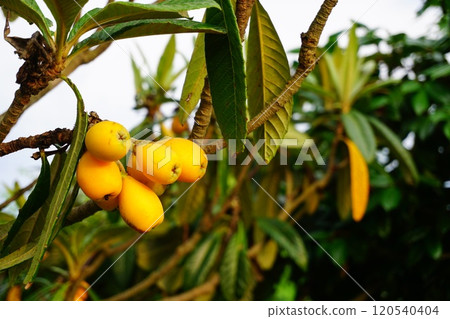 枇杷的果實 120540404