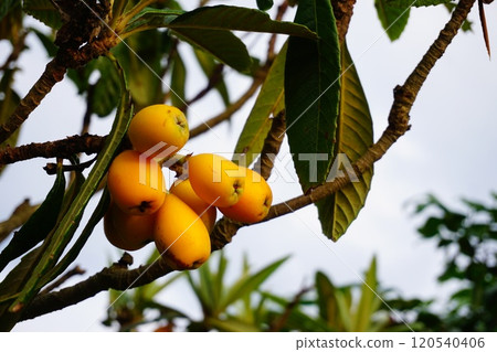 枇杷的果實 120540406