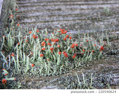 Koamigoke (small red fruit moss): Red-colored organelles 120540624