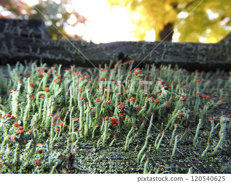 核心卡米苔蘚（小紅果苔）：具有紅色生殖器官的狀態 120540625