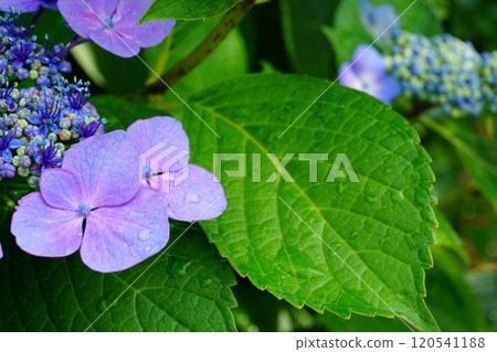 hydrangea 120541188