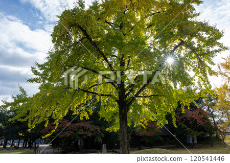 Beautiful autumn scenery at Korakuen in Okayama city, Okayama prefecture, Japan Beautiful autumn scenery at Korakuen in Okayama city, Okayama prefecture, Japan 120541446