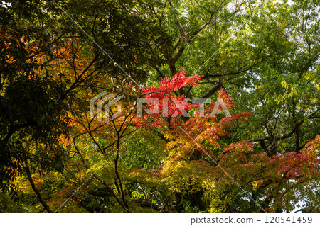 日本岡山縣岡山市後樂園美麗的秋景 日本岡山縣岡山市後樂園美麗的秋景 120541459