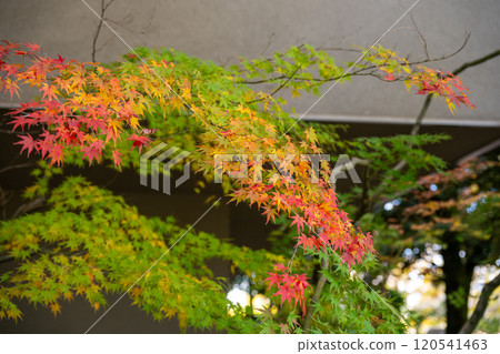 Beautiful autumn scenery at Korakuen in Okayama city, Okayama prefecture, Japan 120541463