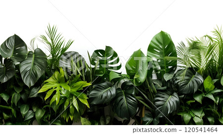 Tropical Green Wall 120541464