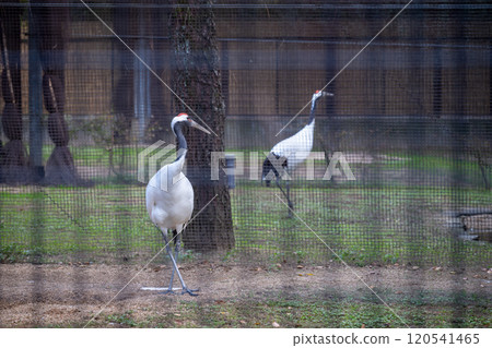 Beautiful autumn scenery at Korakuen in Okayama city, Okayama prefecture, Japan 120541465