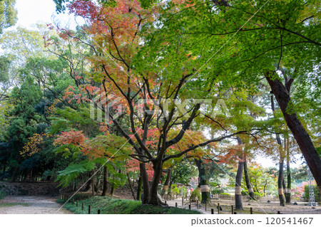 日本岡山縣岡山市後樂園美麗的秋景 日本岡山縣岡山市後樂園美麗的秋景 120541467