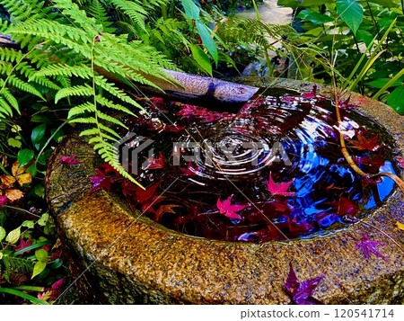 秋天的落葉漂浮在水面上 120541714