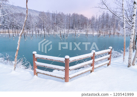 [The Silver World of Biei] A semi-frozen blue pond with no footprints 120541999