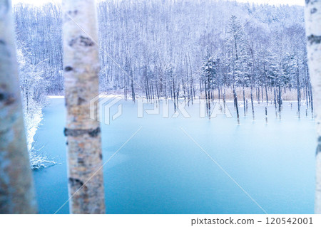 [The Silver World of Biei] The semi-frozen Blue Pond 120542001