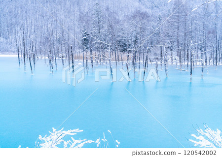 [The Silver World of Biei] The semi-frozen Blue Pond 120542002