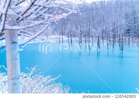 [The Silver World of Biei] The semi-frozen Blue Pond 120542003