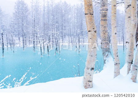 [The Silver World of Biei] The semi-frozen Blue Pond 120542010